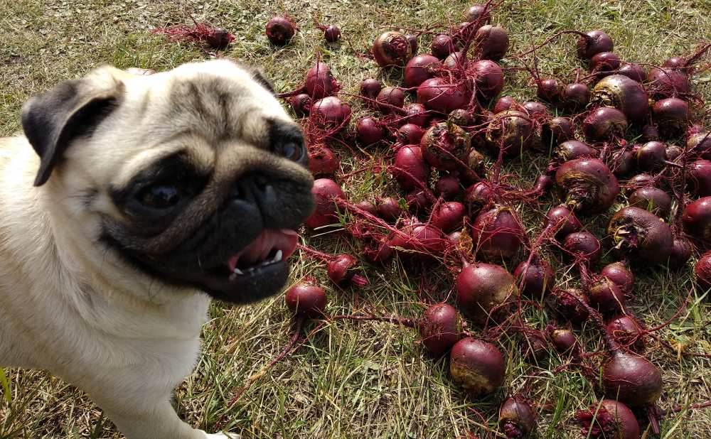 Can Dogs Eat Beets? Are Beets Bad For Dogs? Pet Diet Guide