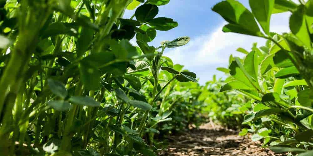 Can Chickens Eat Alfalfa? Pet Diet Guide