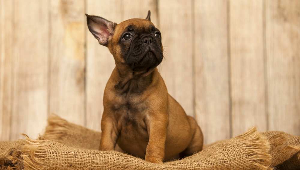 13 Can Dogs Eat Canned Tuna In Water Home