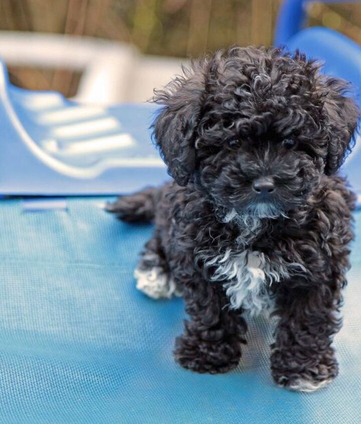 Teacup Havanese Poodle