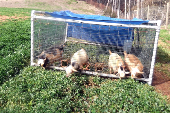 DIY Goat Lawn Mower - petdiys.com