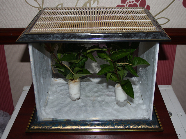 Picture Frame Bug Cage