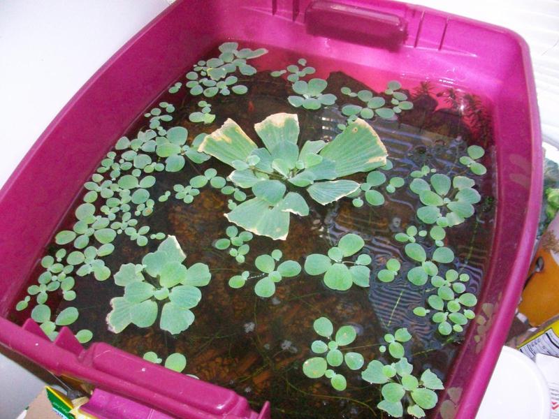 Plastic Container Indoor Pond