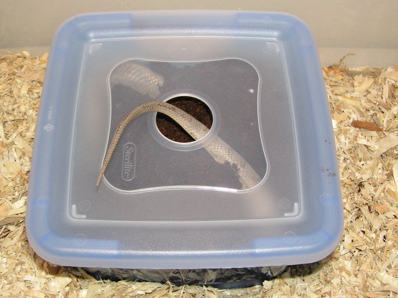 Plastic Container Snake Nest Box