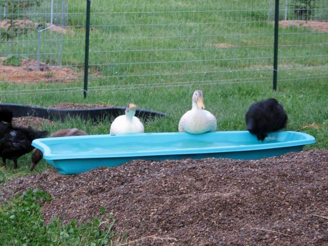Sled Duck Pool