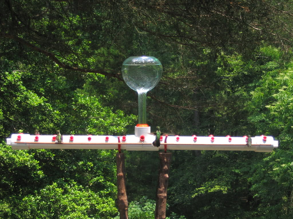 DIY Hummingbird Feeder Bar