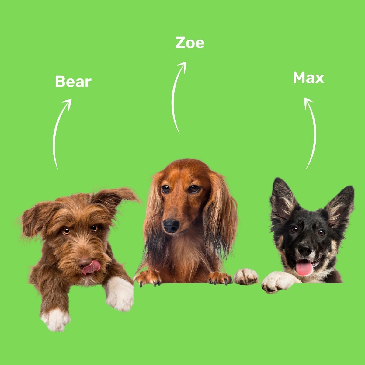 Dog Names by Breed Pet Dog Names