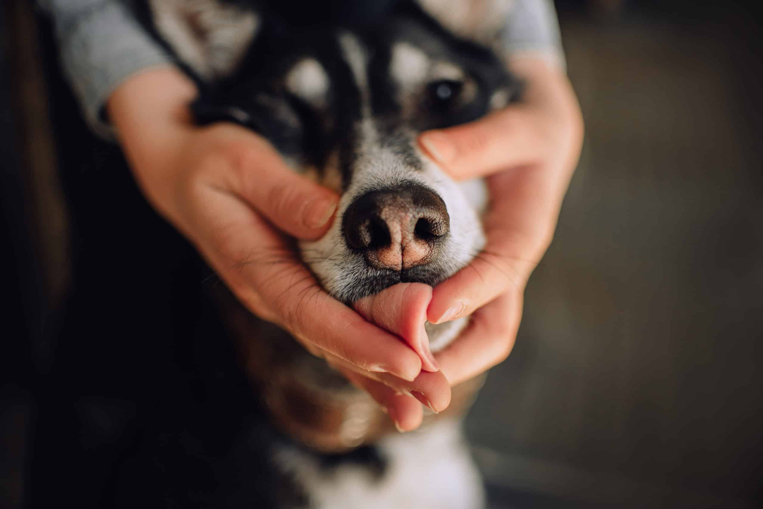 Why Is My Dog's Tongue Hot?