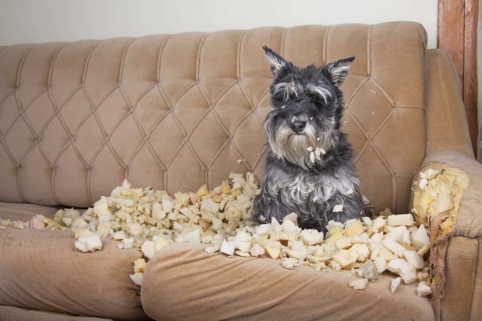 Why does my dog scratch the couch?