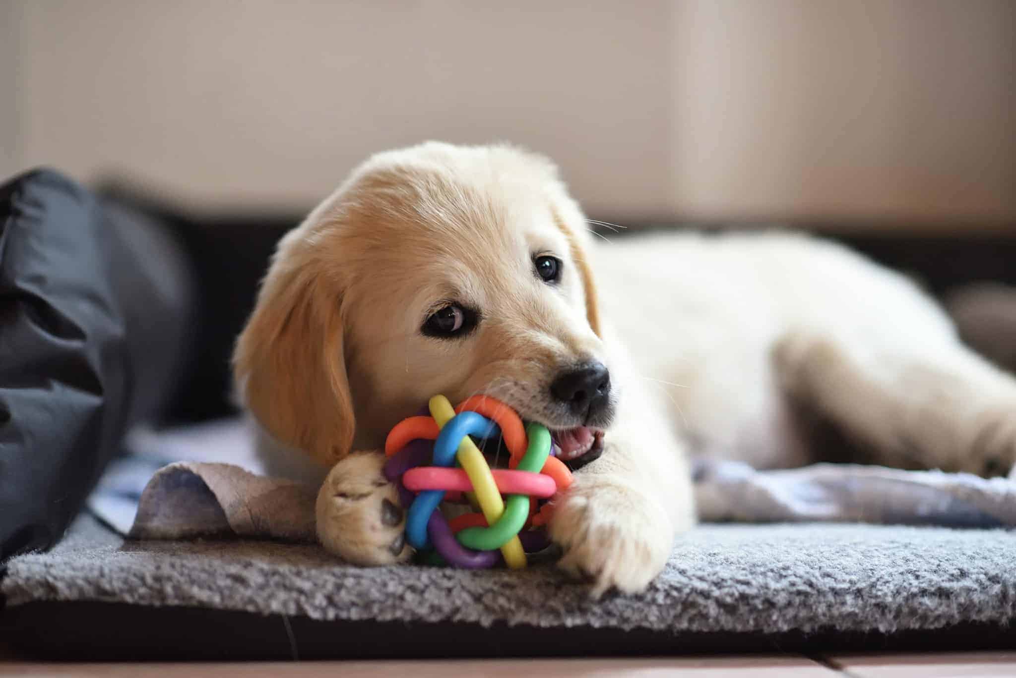 Why does my dog run away with toys?