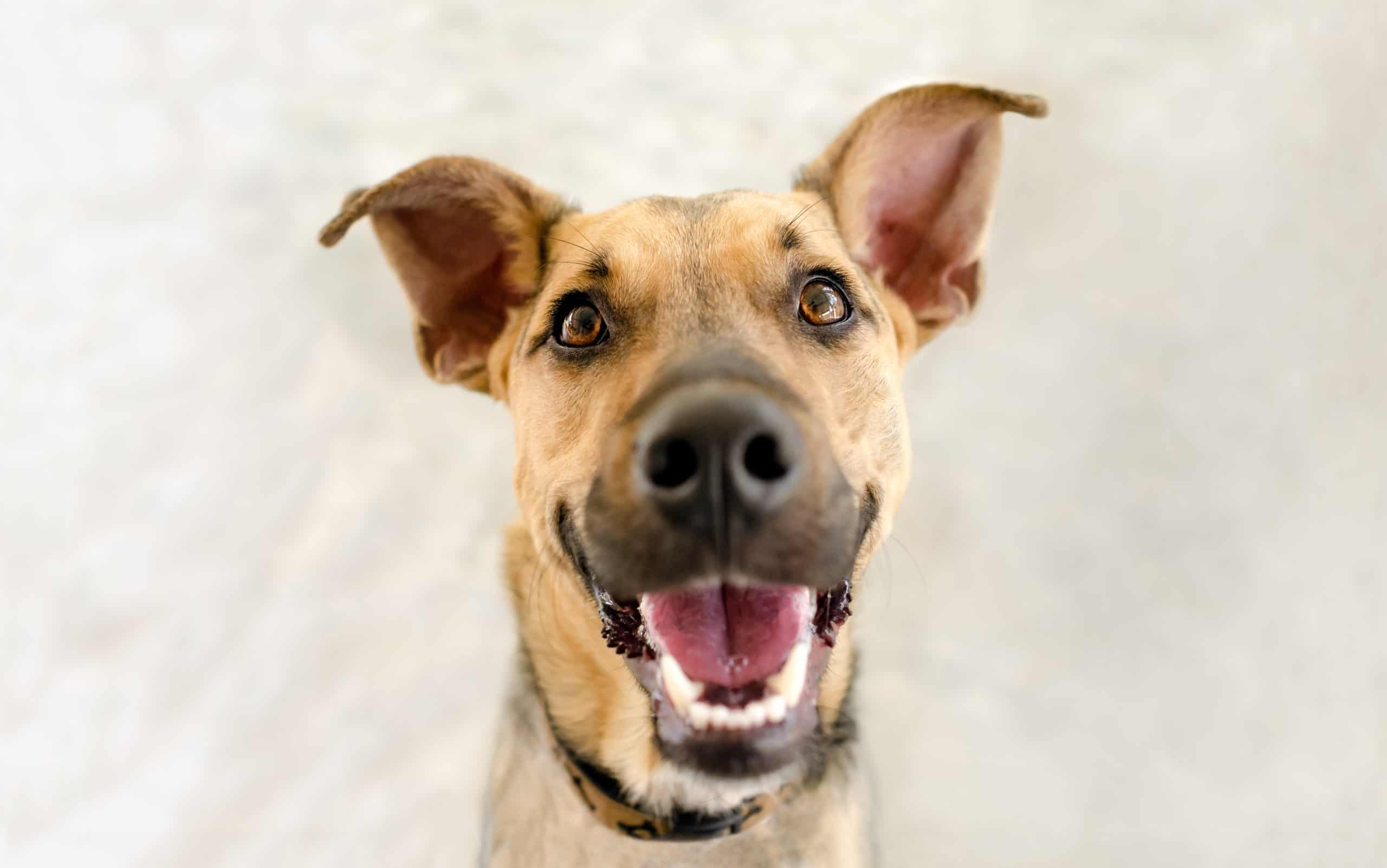 Can dogs eat food left out overnight?