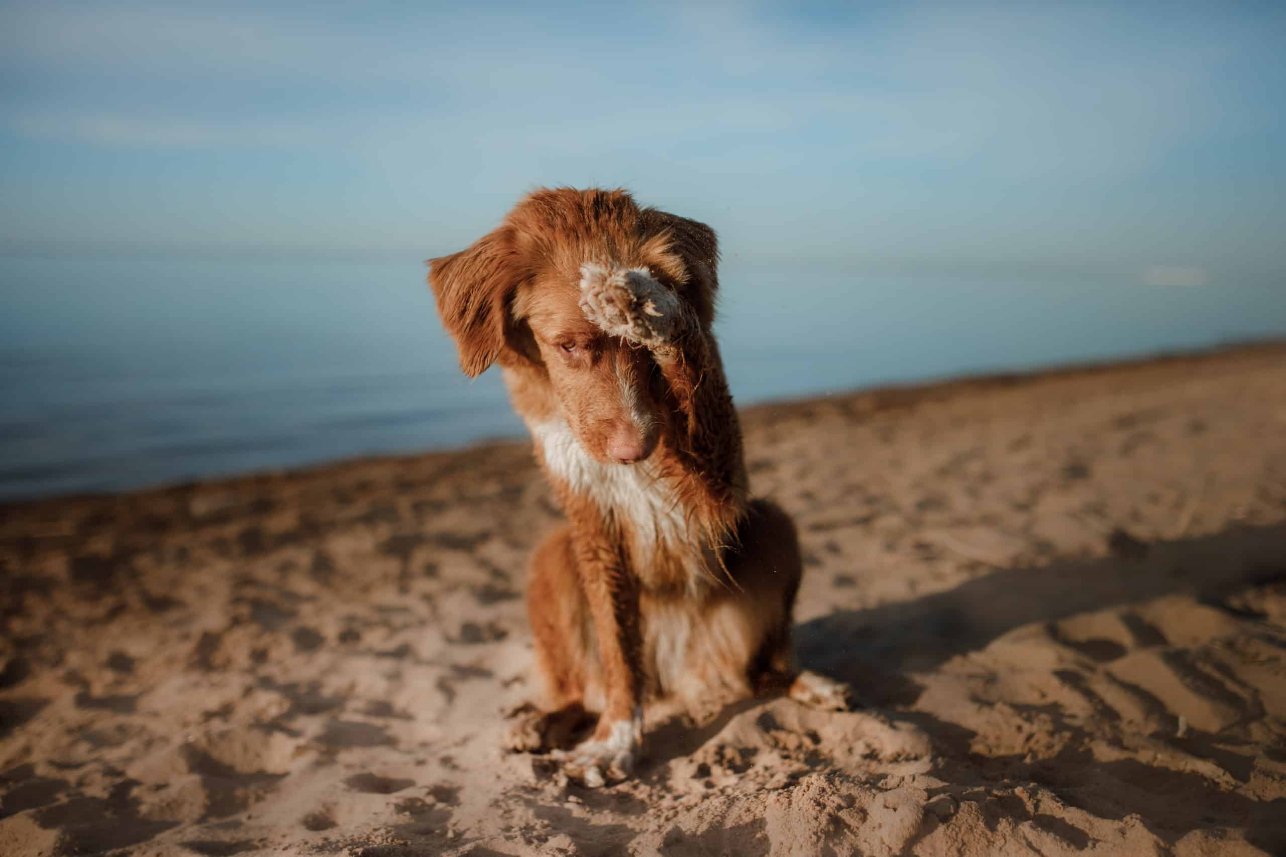 Can Dogs Sleep With Loud Noise