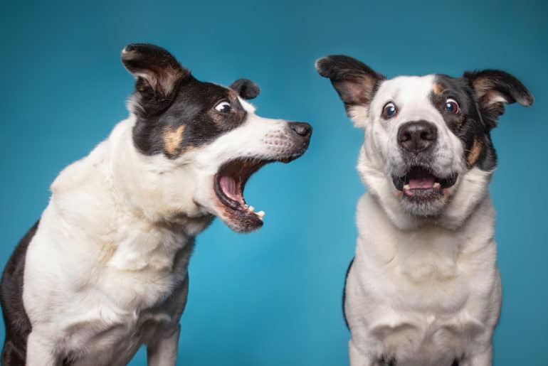 Why does my dog bark at me but not my wife?