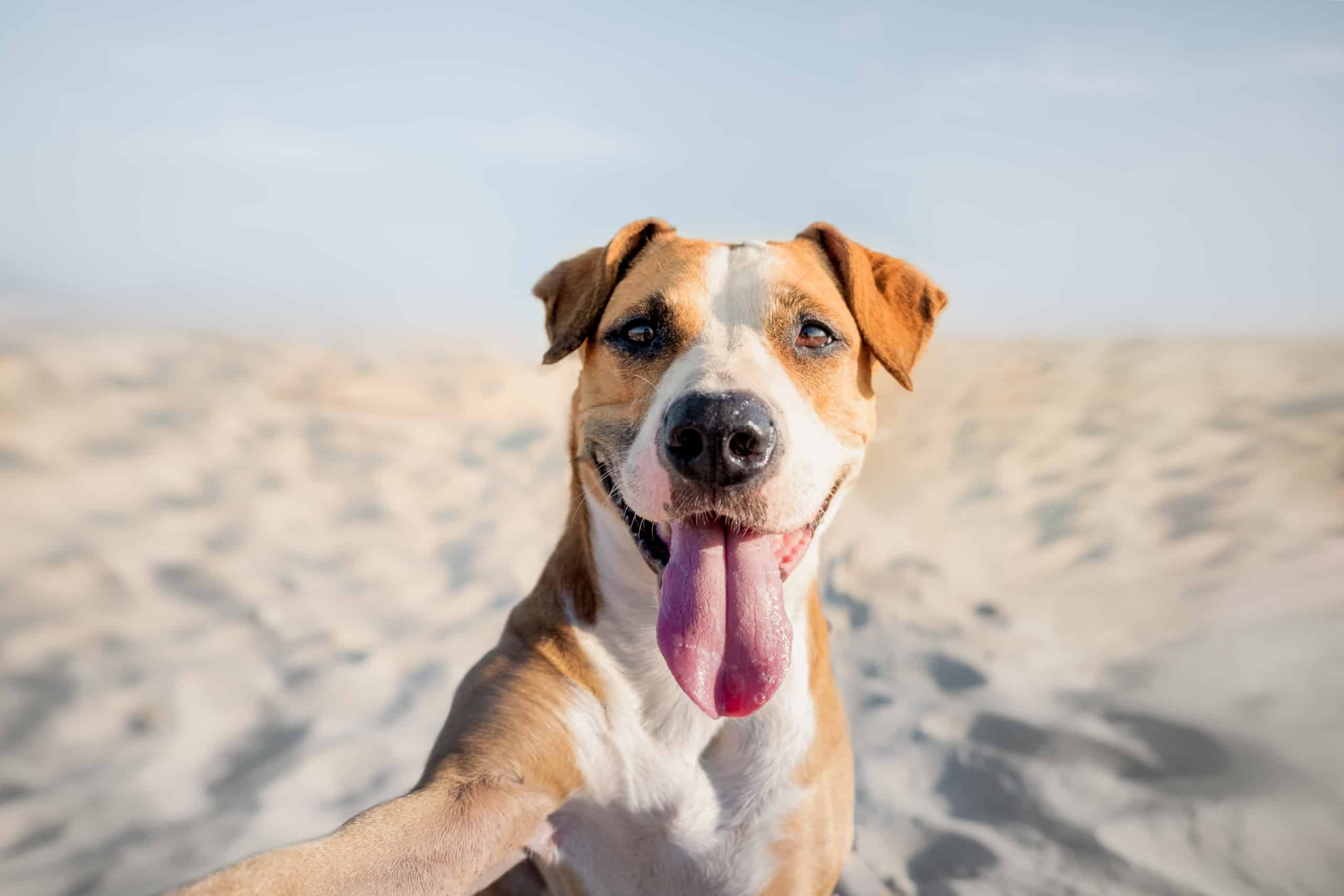 Happy smiling dog taking self portrait on the beach. Portrait of a cute staffordshire terrier