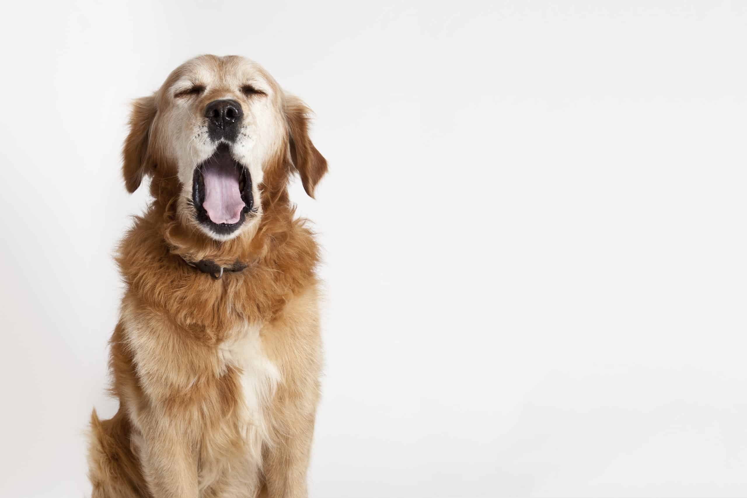 Why Do Dogs Yawn When You Pet Them