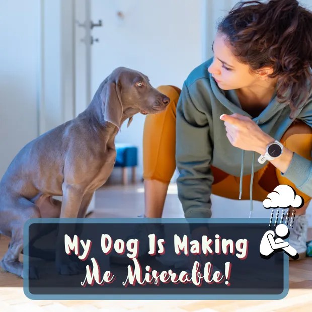 Why Is My Dogs Weiner Out