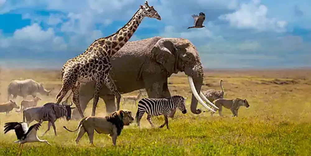 Why Wild Animals Should Not Be Kept as Pets Pet Doubts