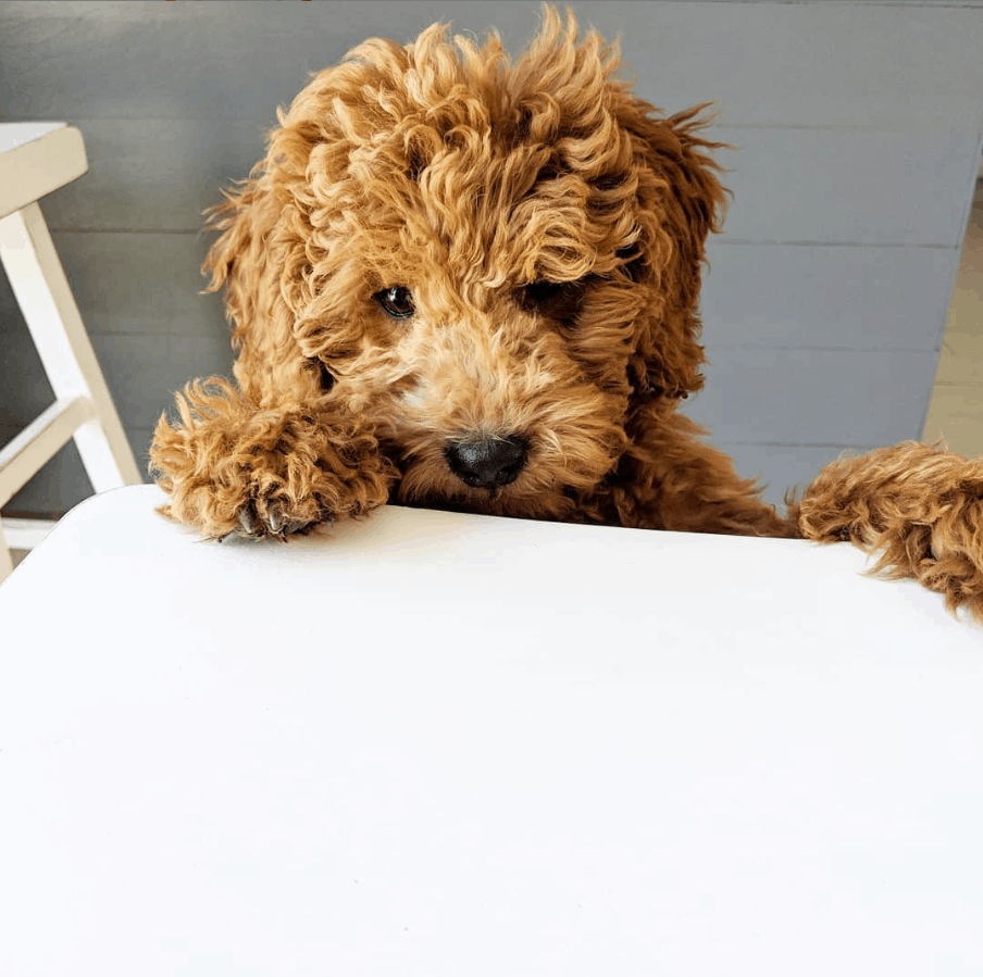 Miniature Goldendoodle 11 Incredible Facts You Need to Know PetDT