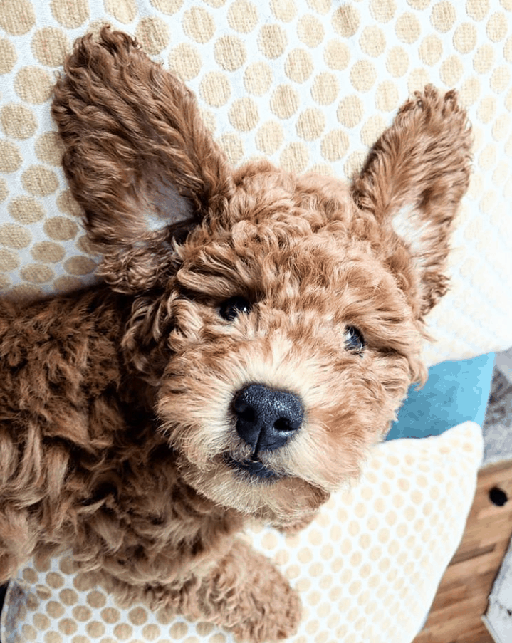 Miniature Goldendoodle 11 Incredible Facts You Need to Know PetDT