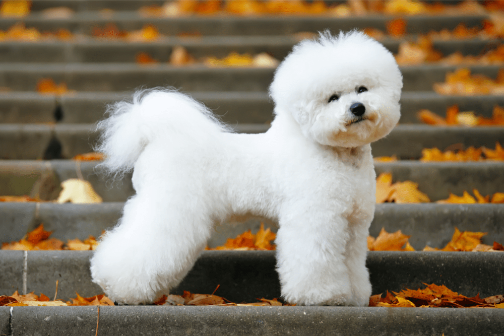 12 Best Small Hypoallergenic Dogs Top Dog Breeds PetDT