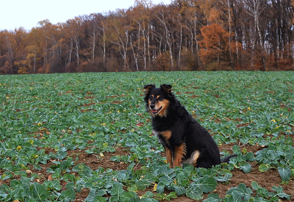 Are Cauliflower Leaves Bad For Dogs
