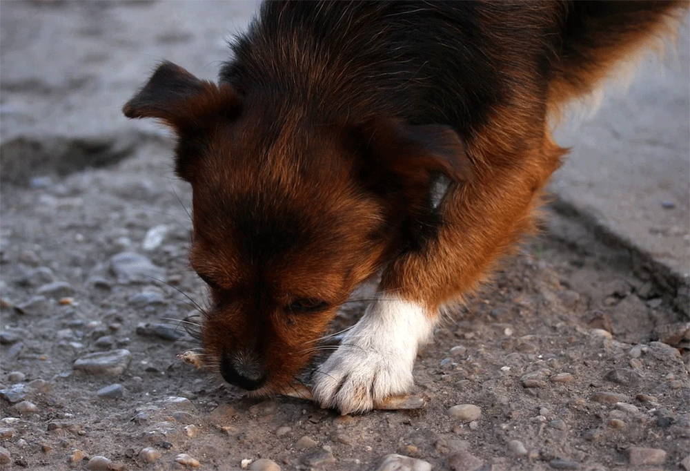 Can Dogs Eat Crab? + Shells, Sticks, & Salad (But Not this Bit!)