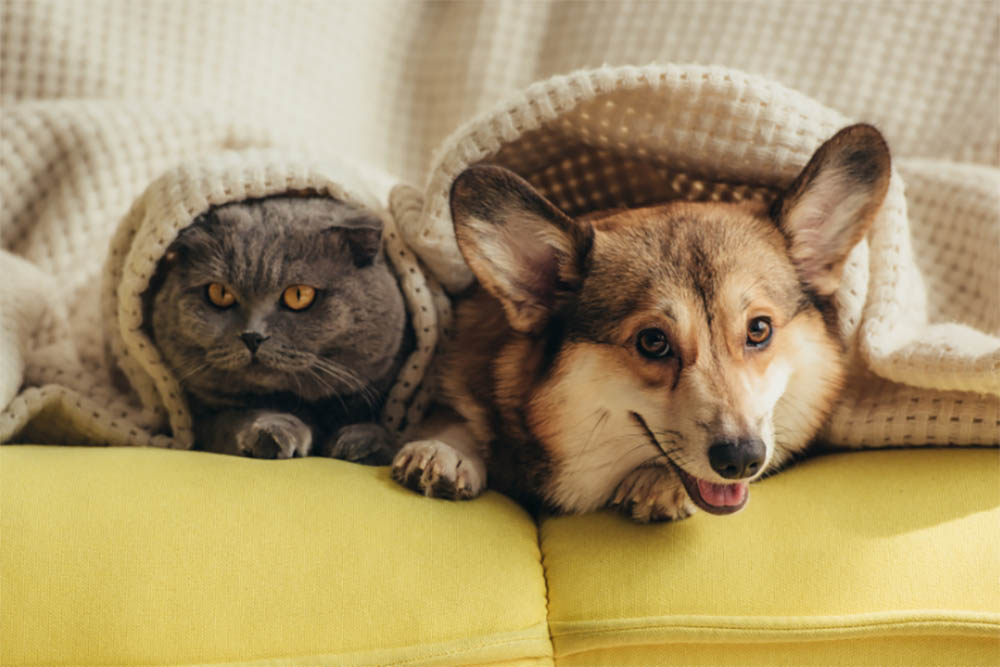 Can Dogs Mate With Cats? Question Answered! PetDT