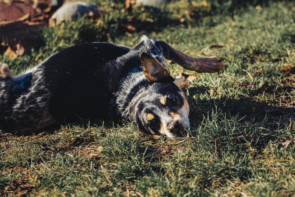Do Cattle Dogs Get Cold? Answered! PetDT