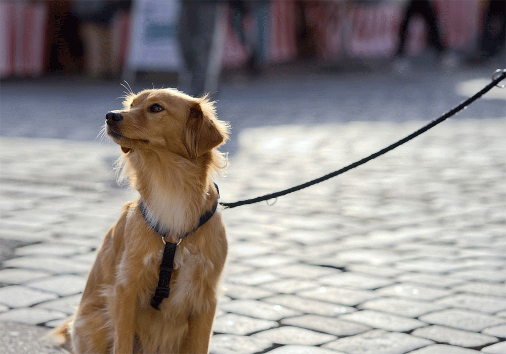 Does Home Depot Allow Dogs? (Why the Policy Might Change)