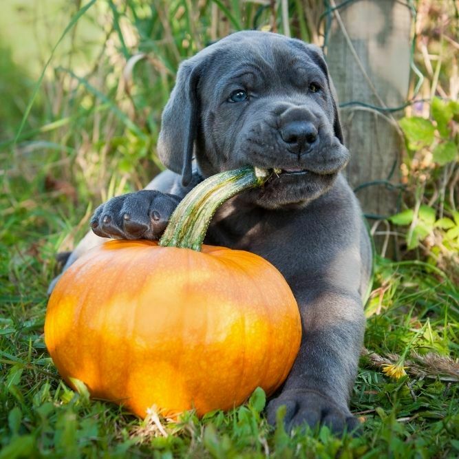Does Pumpkin Make Dogs Poop? Constipation Help For Your Dog