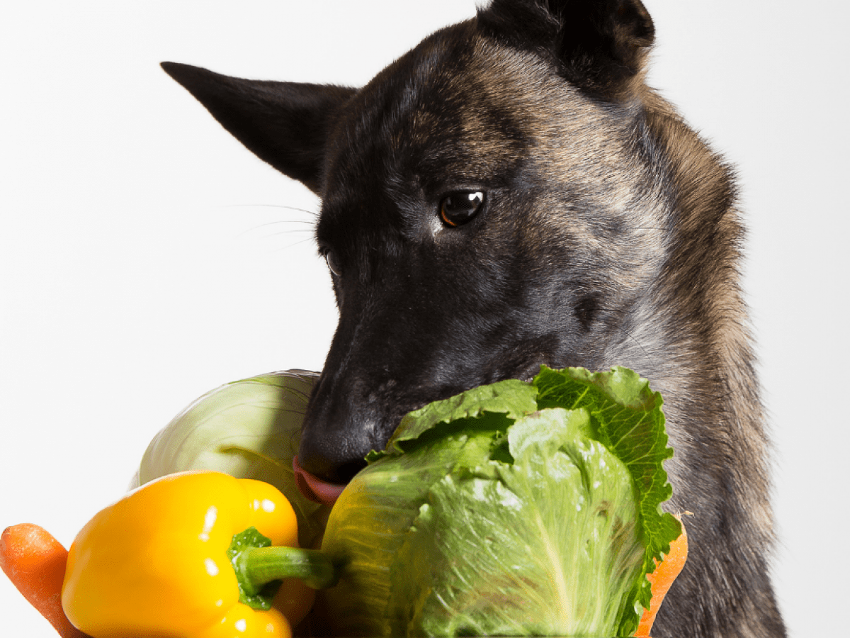 Can Dogs Eat Cabbage