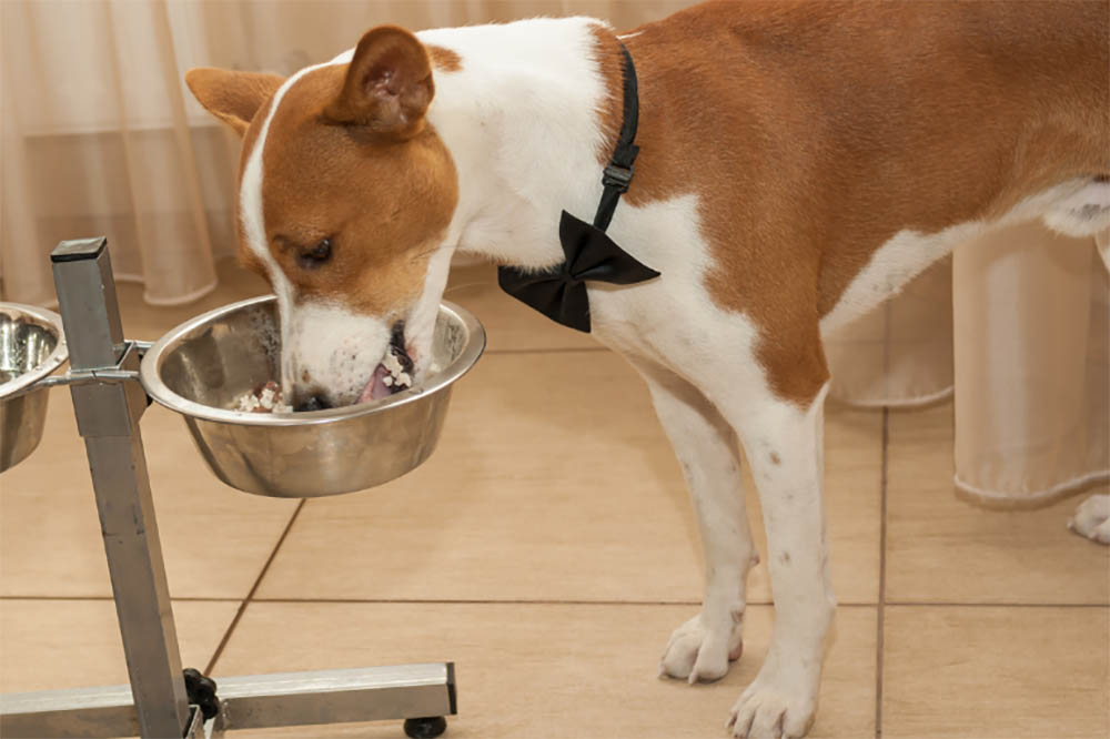What Food Is Best For Dogs With Gas? Answered! PetDT