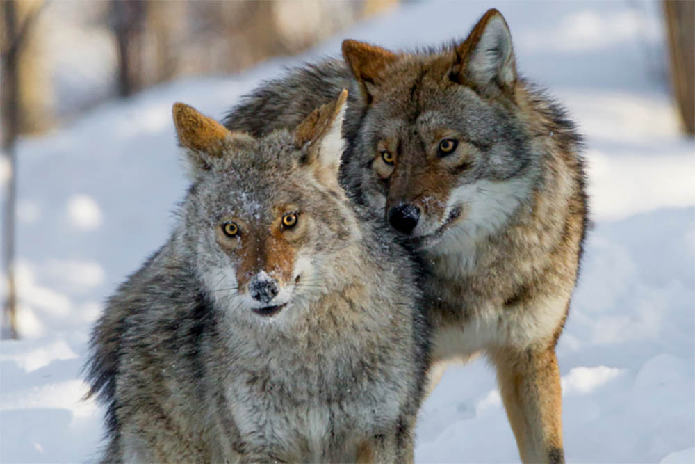 Do Coyotes Mate With Dogs? Question Answered! PetDT