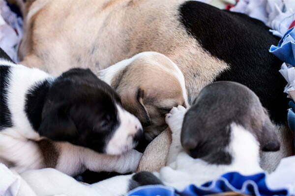 When Do Puppies Start Drinking Water (& Eating Food) PetDT