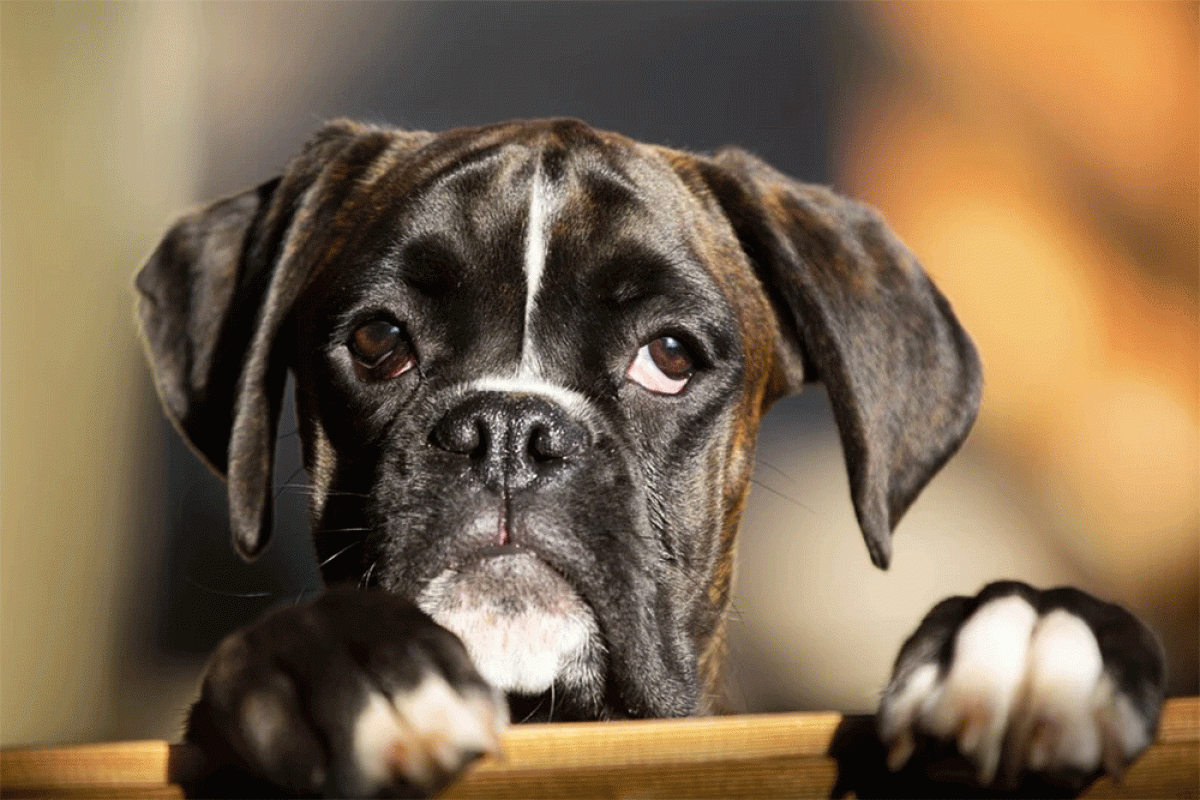 Why Does My Dog Smell Like Iron / Metal? (Breath, Pee, Skin, Vomit) - Petdt
