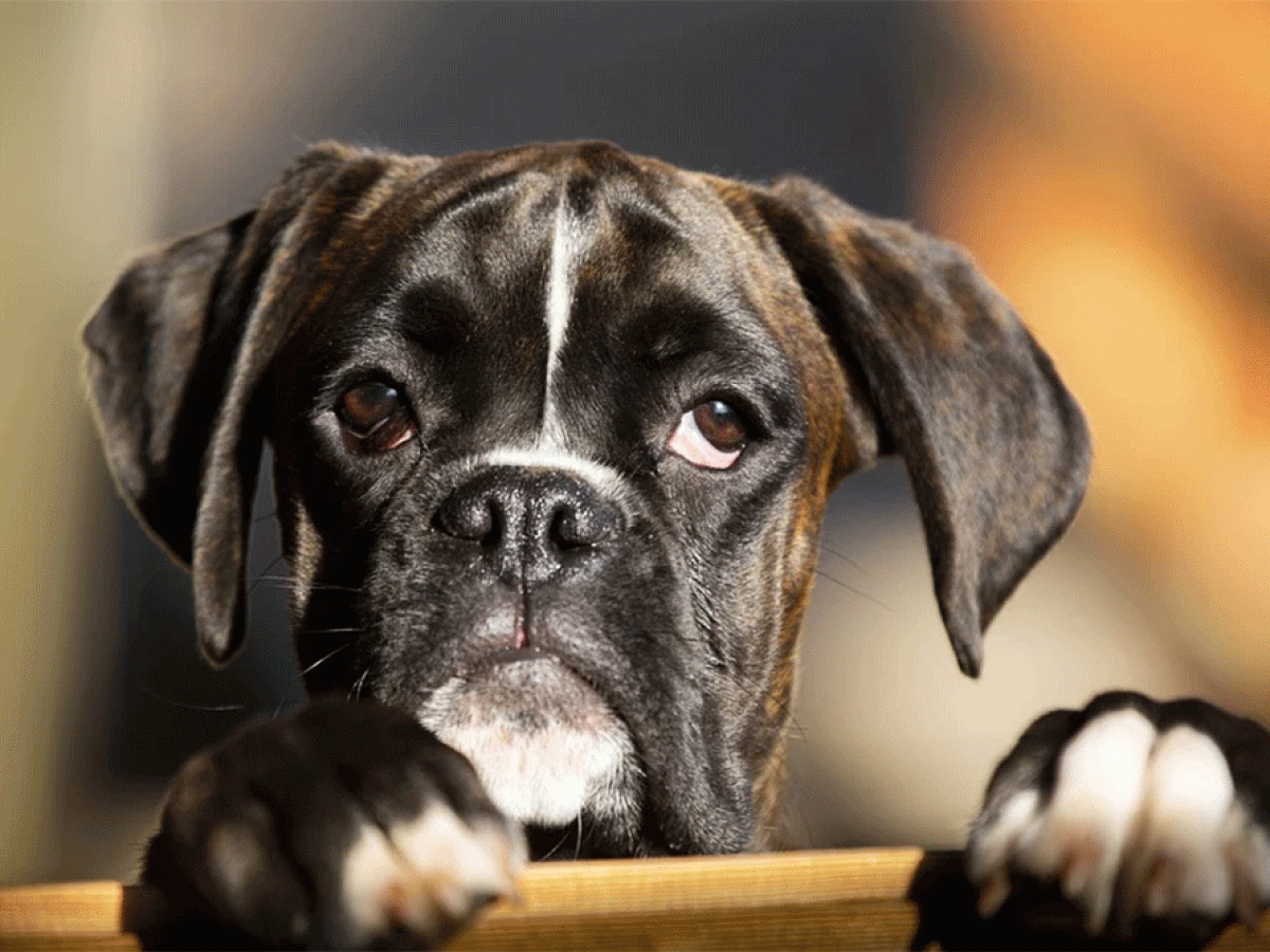 Why Does My Dog Smell Like Iron / Metal? (Breath, Pee, Skin, Vomit) - Petdt