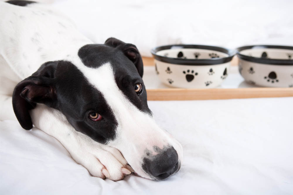 Are Hostas Poisonous To Dogs? - Answered! PetDT