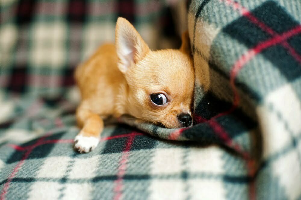 Chihuahua Dog Breed Information + Facts, Training Tips & More