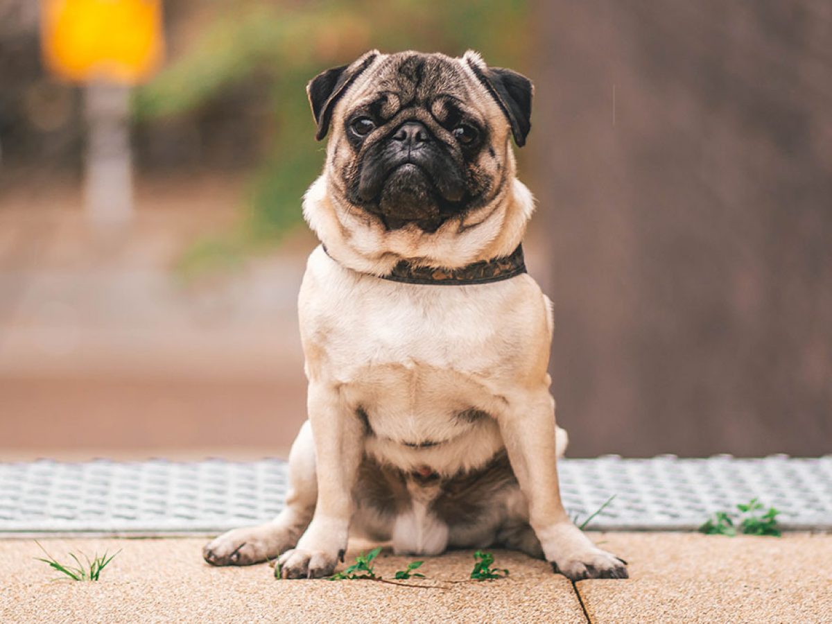 Are Male Pugs Aggressive