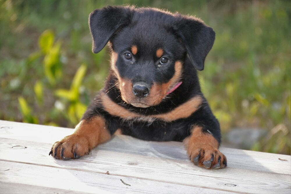 Rottweiler Dog Breed Information + Facts, Training Tips & More
