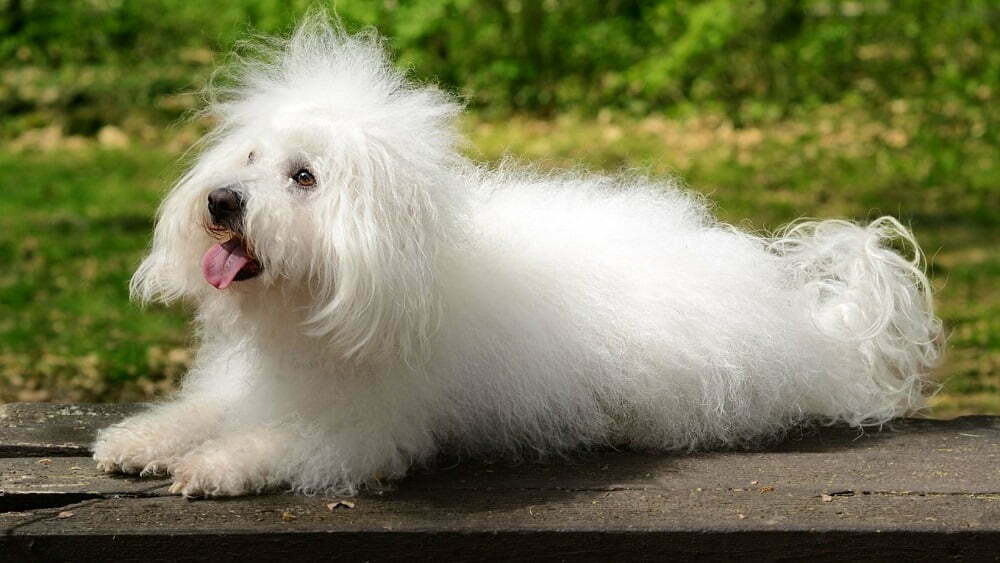 Bolognese The Ultimate Dog Breed Guide PetDT