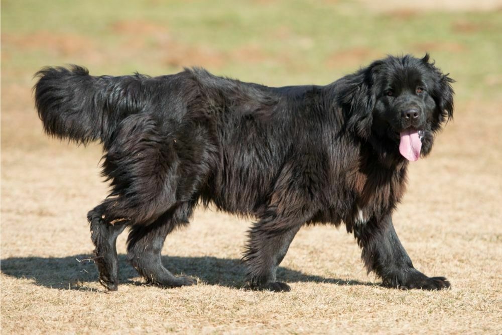 What Dog Breeds Have bed Feet?