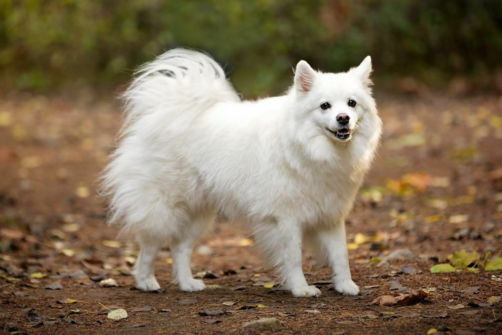 How Many Dog Breeds Are There?