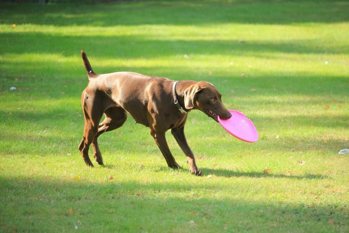 How Often Should You Bathe A German Shorthaired Pointer