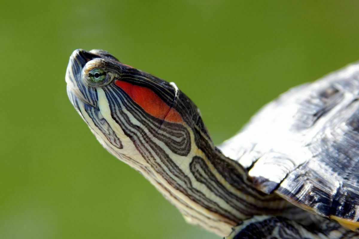 How Long Does A RedEared Slider Turtle Live? Answered! PetDT