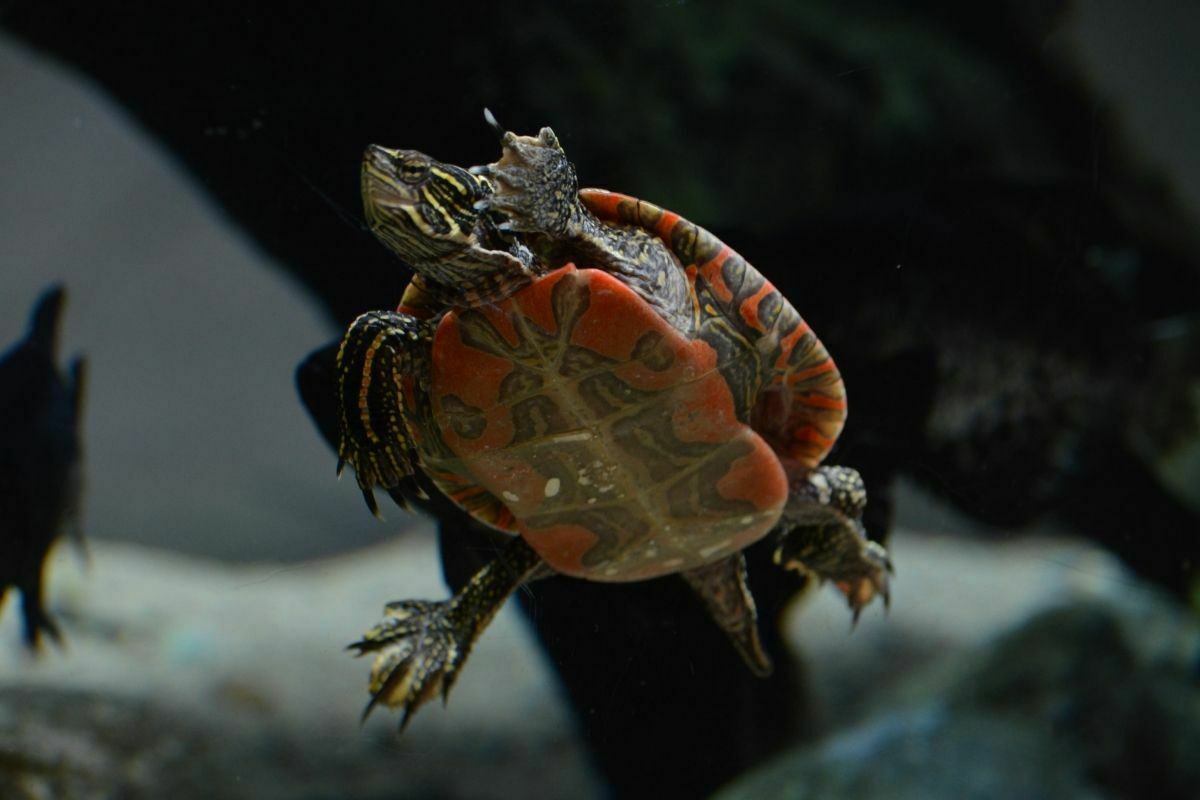 How To Make The Perfect Painted Turtle Tank? PetDT