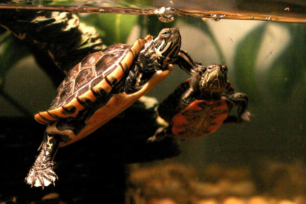 How To Make The Perfect Painted Turtle Tank? PetDT