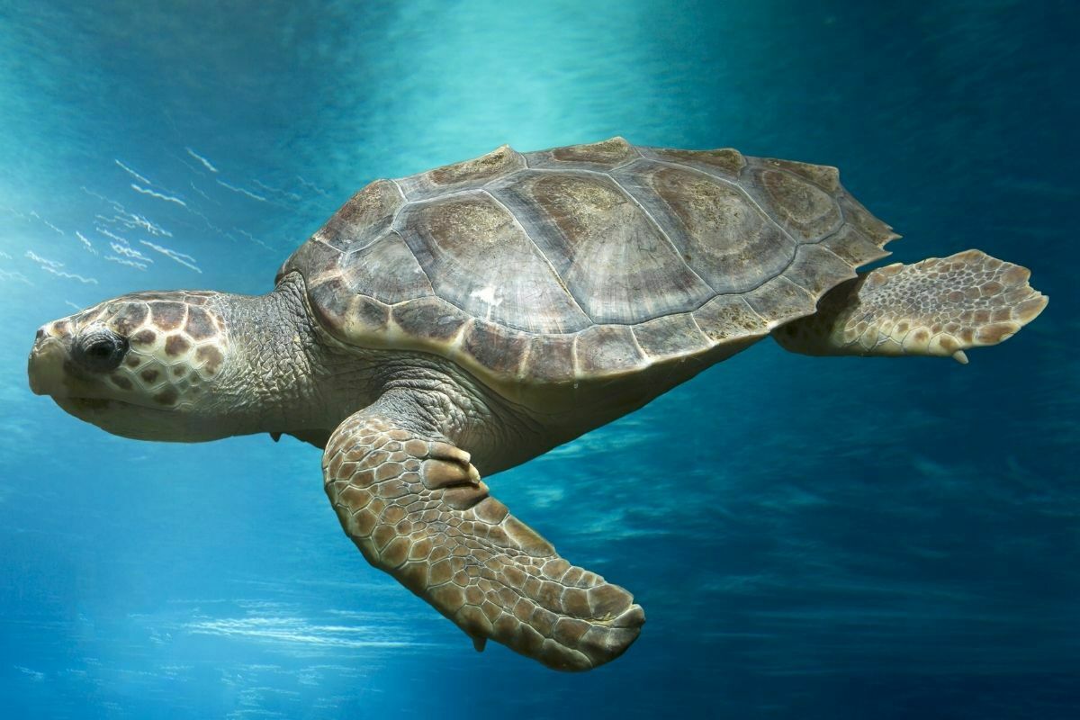 How Expensive Are Turtles? Complete Guide