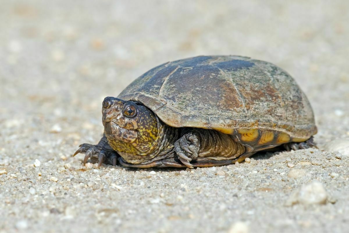 8 Small Turtles That Make Great Pets