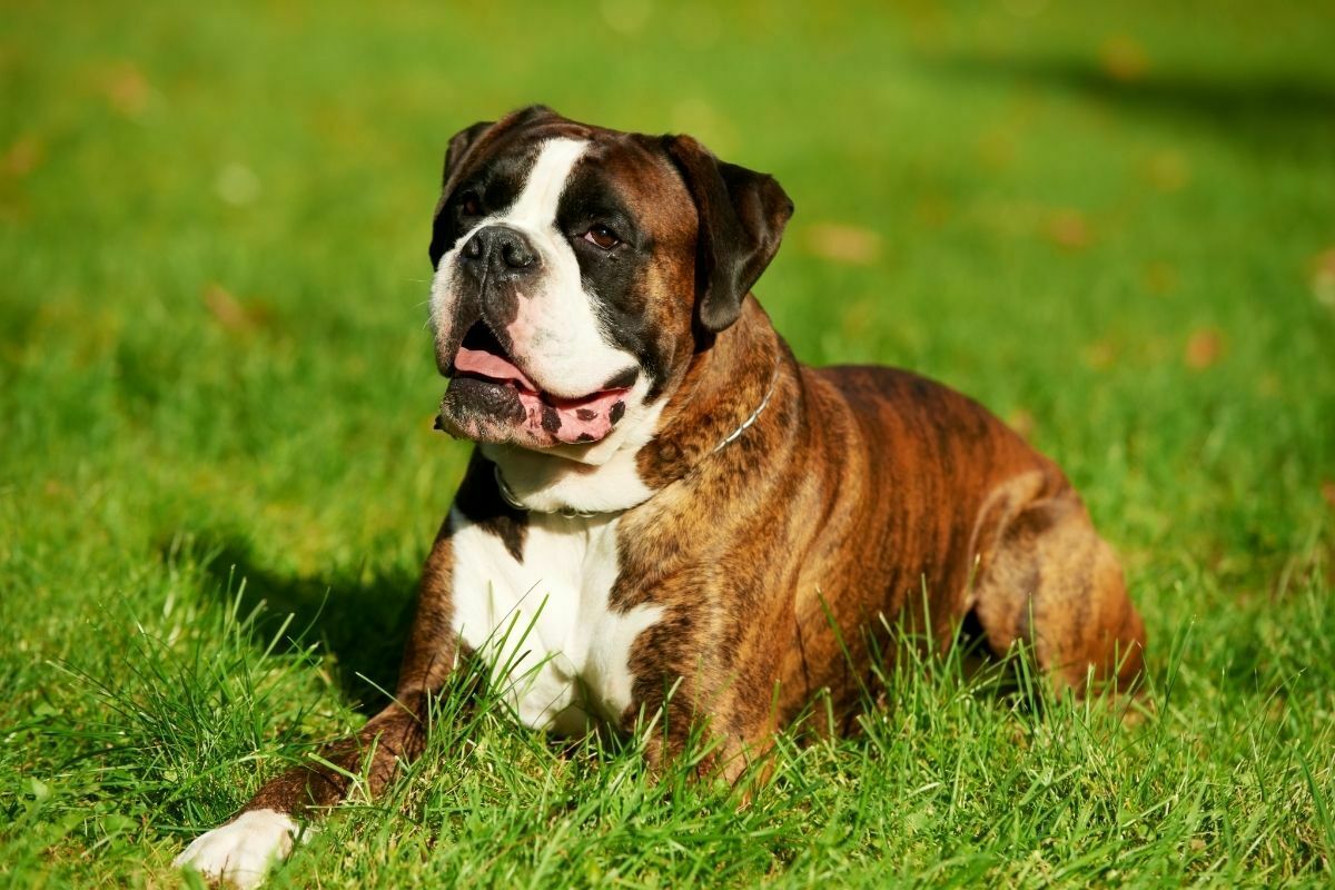 Are Boxers Hypoallergenic?
